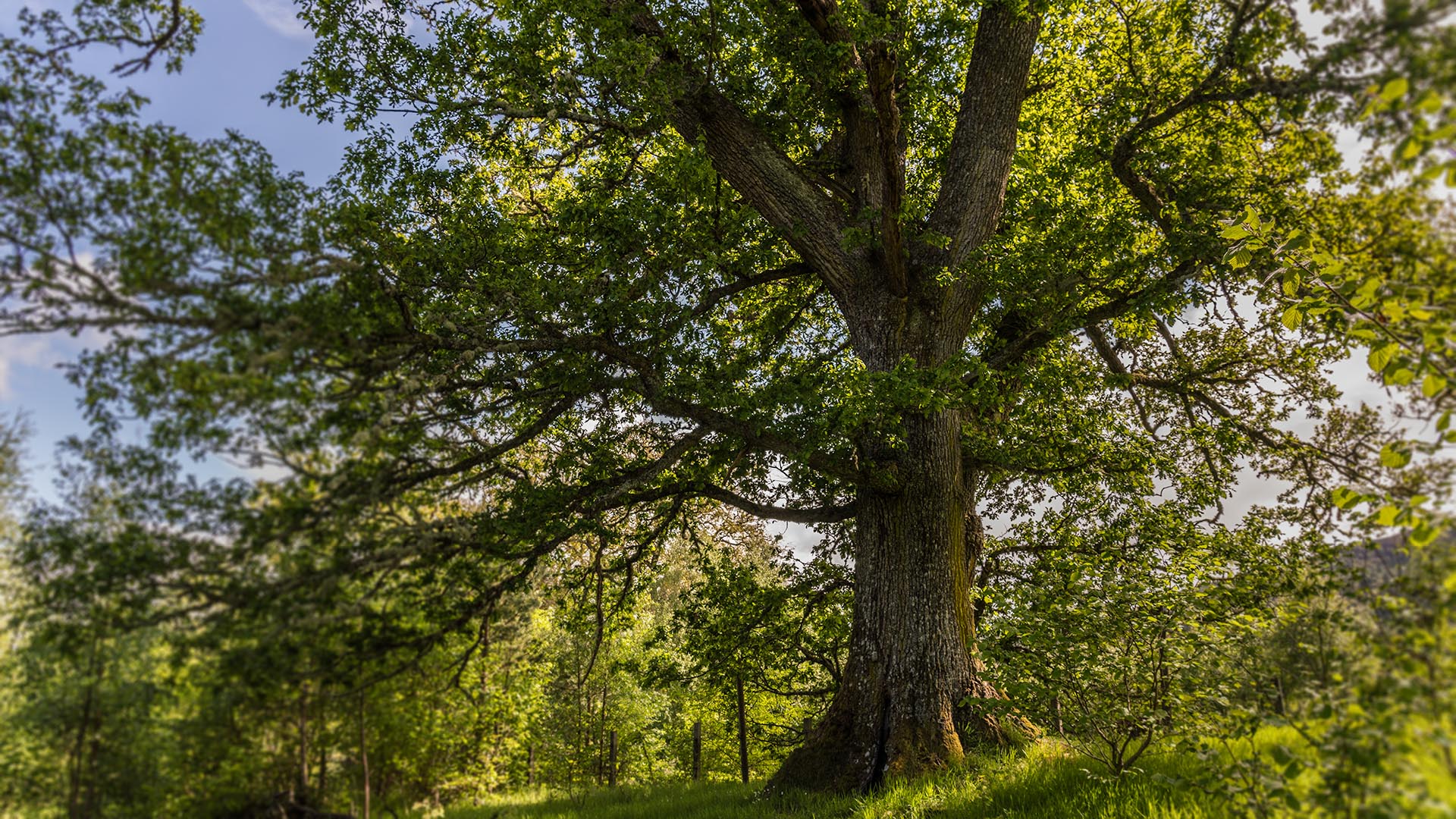 Oak tree