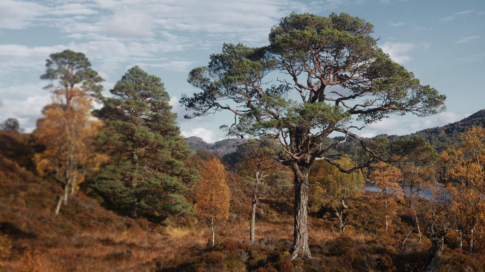 Scots pine