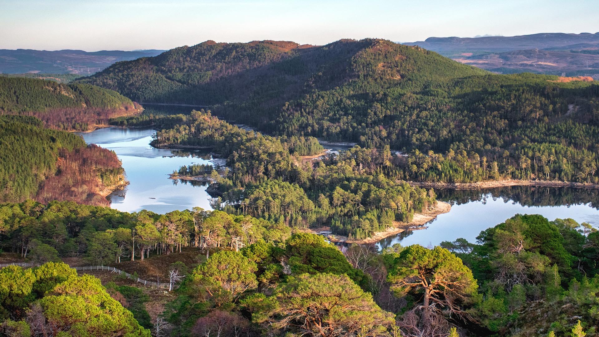 The Caledonian Forest Glen Affric Chris Aldridge